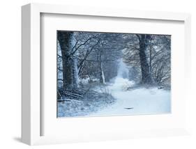 Winter Forest Path-null-Framed Art Print