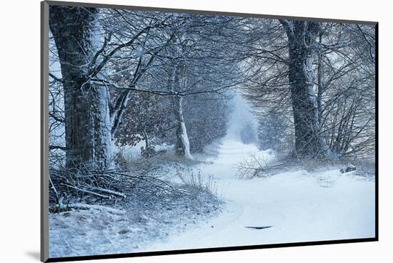 Winter Forest Path-null-Mounted Art Print