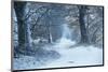 Winter Forest Path-null-Mounted Art Print