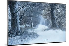 Winter Forest Path-null-Mounted Art Print