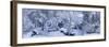 Winter forest, Seattle, Washington, USA-Panoramic Images-Framed Photographic Print