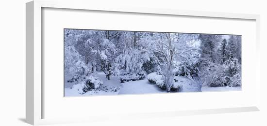 Winter forest, Seattle, Washington, USA-Panoramic Images-Framed Photographic Print