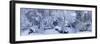 Winter forest, Seattle, Washington, USA-Panoramic Images-Framed Photographic Print