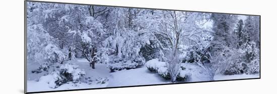 Winter forest, Seattle, Washington, USA-Panoramic Images-Mounted Photographic Print