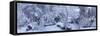 Winter forest, Seattle, Washington, USA-Panoramic Images-Framed Stretched Canvas