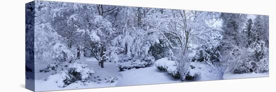 Winter forest, Seattle, Washington, USA-Panoramic Images-Stretched Canvas