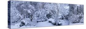 Winter forest, Seattle, Washington, USA-Panoramic Images-Stretched Canvas