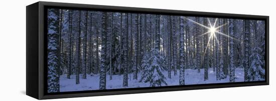 Winter Forest Sunburst-Panoramic Images-Framed Stretched Canvas