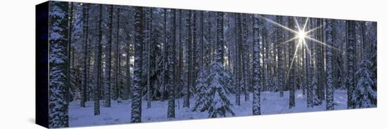 Winter Forest Sunburst-Panoramic Images-Stretched Canvas