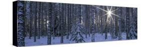 Winter Forest Sunburst-Panoramic Images-Stretched Canvas