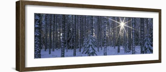 Winter Forest Sunburst-Panoramic Images-Framed Photographic Print