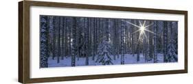 Winter Forest Sunburst-Panoramic Images-Framed Photographic Print