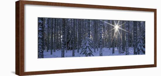 Winter Forest Sunburst-Panoramic Images-Framed Photographic Print