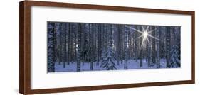 Winter Forest Sunburst-Panoramic Images-Framed Photographic Print