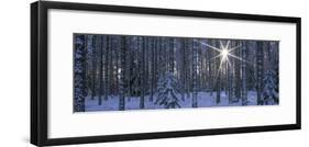 Winter Forest Sunburst-Panoramic Images-Framed Photographic Print