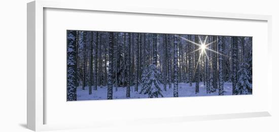 Winter Forest Sunburst-Panoramic Images-Framed Photographic Print