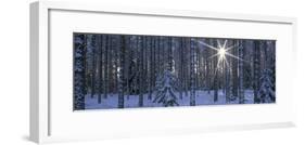 Winter Forest Sunburst-Panoramic Images-Framed Photographic Print