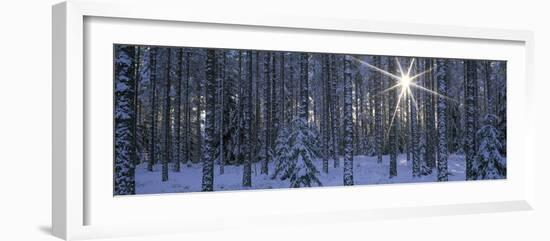 Winter Forest Sunburst-Panoramic Images-Framed Photographic Print