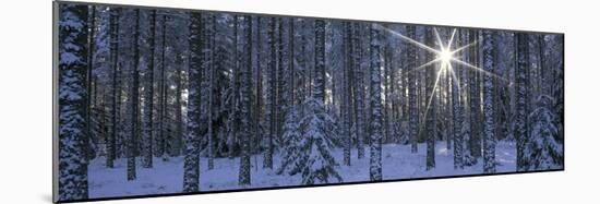 Winter Forest Sunburst-Panoramic Images-Mounted Photographic Print