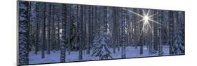 Winter Forest Sunburst-Panoramic Images-Mounted Photographic Print