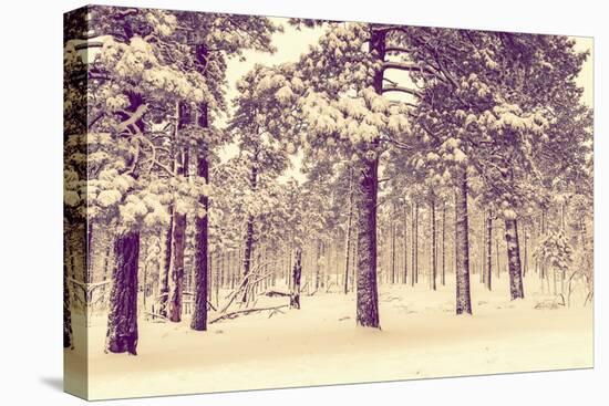 Winter Forest Vista-duallogic-Stretched Canvas