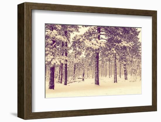 Winter Forest Vista-duallogic-Framed Photographic Print