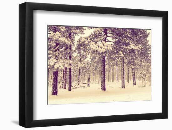 Winter Forest Vista-duallogic-Framed Photographic Print