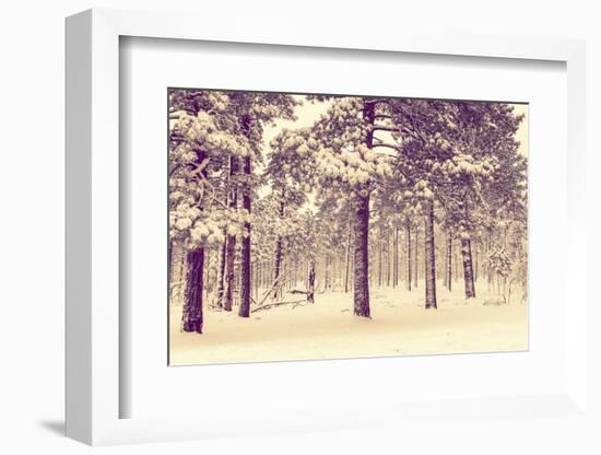 Winter Forest Vista-duallogic-Framed Photographic Print