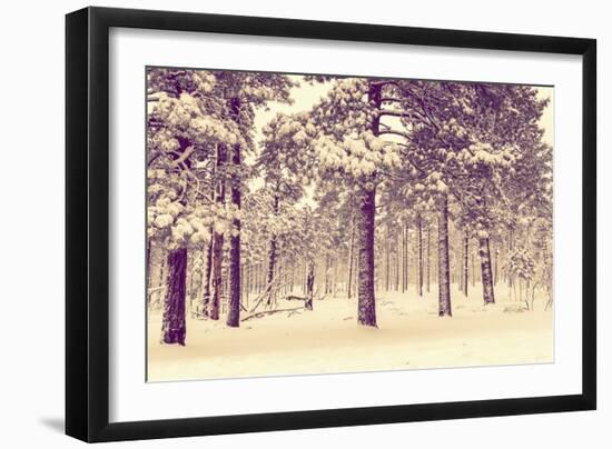 Winter Forest Vista-duallogic-Framed Photographic Print