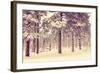 Winter Forest Vista-duallogic-Framed Photographic Print