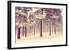 Winter Forest Vista-duallogic-Framed Photographic Print