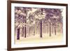 Winter Forest Vista-duallogic-Framed Photographic Print