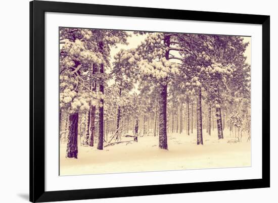 Winter Forest Vista-duallogic-Framed Photographic Print