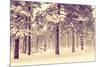 Winter Forest Vista-duallogic-Mounted Photographic Print