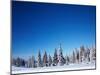 Winter Forest with Pine Trees and Snowy Field and Clear Blue Sky-Dudarev Mikhail-Mounted Photographic Print