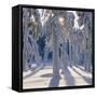 Winter Forest-Hans Strand-Framed Stretched Canvas