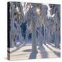 Winter Forest-Hans Strand-Stretched Canvas