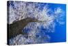 Winter Forest-Yanika-Stretched Canvas
