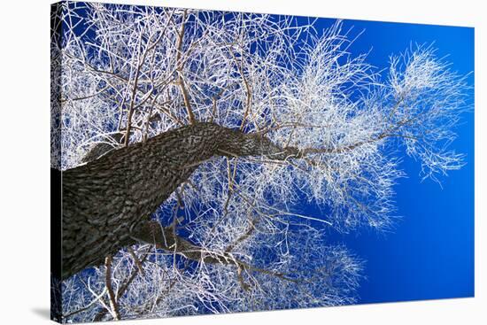 Winter Forest-Yanika-Stretched Canvas