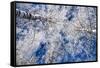 Winter Forest-Yanika-Framed Stretched Canvas