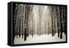 Winter Forest-oksix-Framed Stretched Canvas