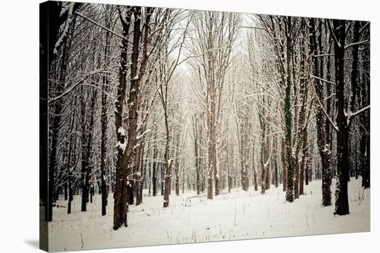 Winter Forest-oksix-Stretched Canvas