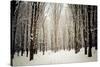 Winter Forest-oksix-Stretched Canvas