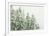 Winter Forest-null-Framed Photographic Print