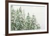 Winter Forest-null-Framed Photographic Print