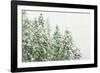 Winter Forest-null-Framed Photographic Print