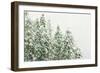 Winter Forest-null-Framed Photographic Print