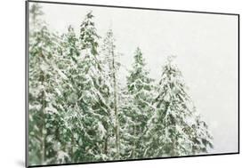 Winter Forest-null-Mounted Photographic Print