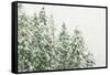 Winter Forest-null-Framed Stretched Canvas