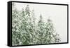 Winter Forest-null-Framed Stretched Canvas